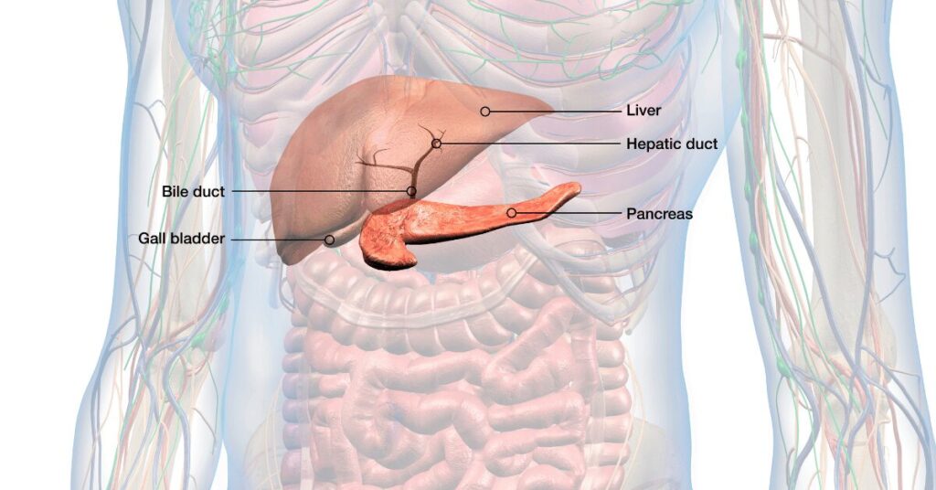 Gall Bladder