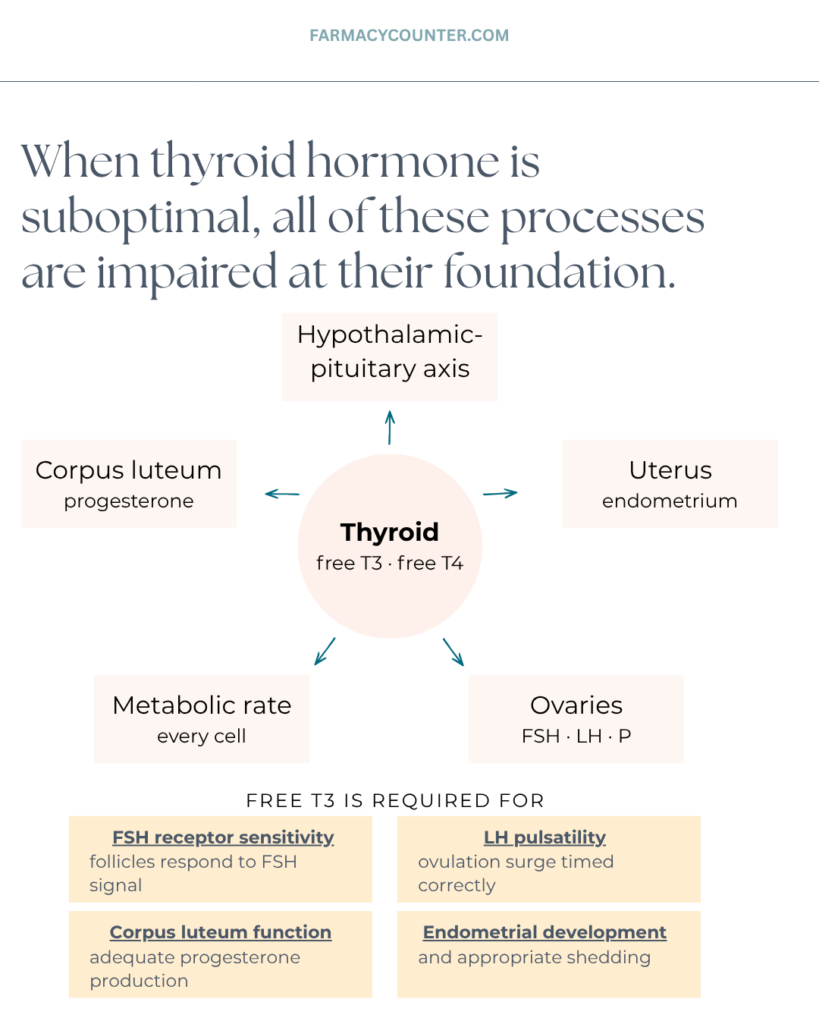 Thyroid Hormone Connection